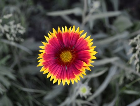 Bright yellow-red flower