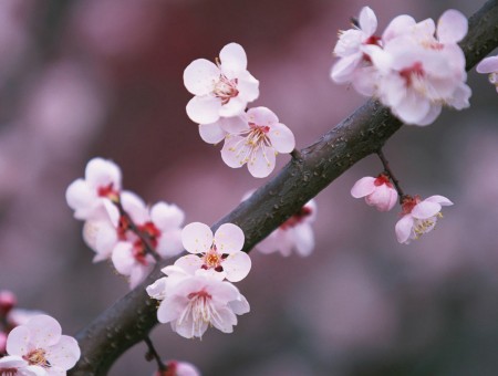 Sakura bloom