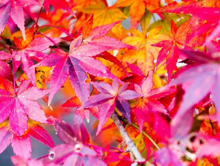 Bright maple leaves