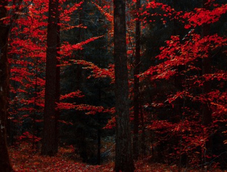 Red colors of autumn