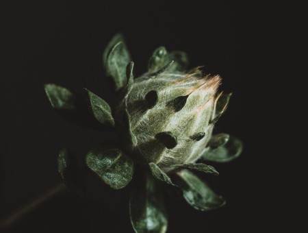 Green flower bud