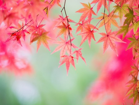 Maple pinl leaves