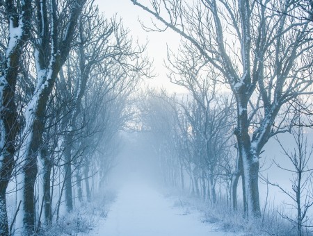 Fog road in winter
