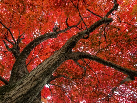 Red autumn maple