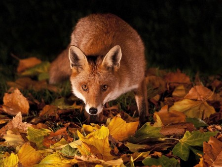 Fox on autumn leaves