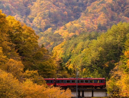 Train in autumn forest
