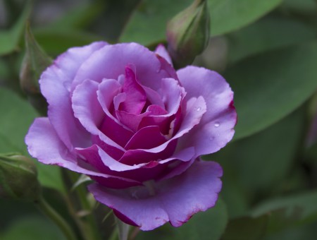 Beautiful lilac rose with buds
