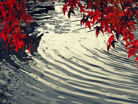 Autumn red leaves above water