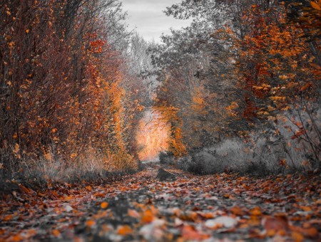 Colors of autumn road