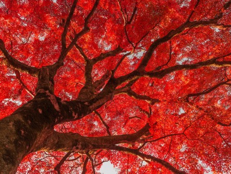 Red chinese tree