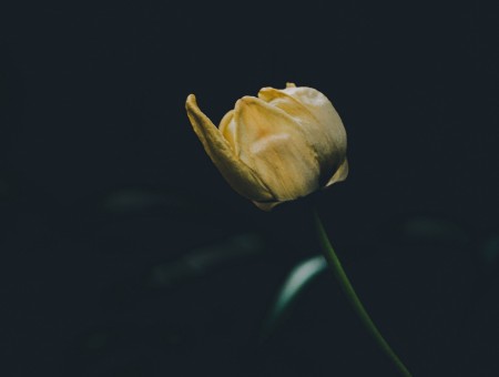 Lonely yellow tulip