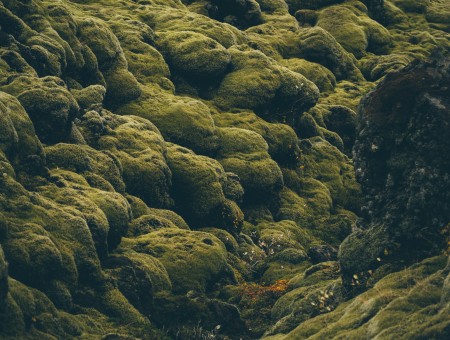 Stones in moss