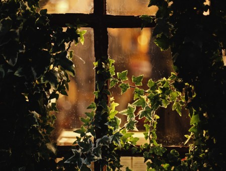 Window in leaves
