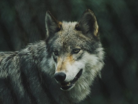 Wolf wild view