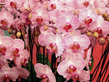 Orchides flowers
