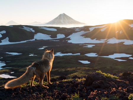 Fox on volcano background