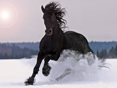 Black horse run in snow