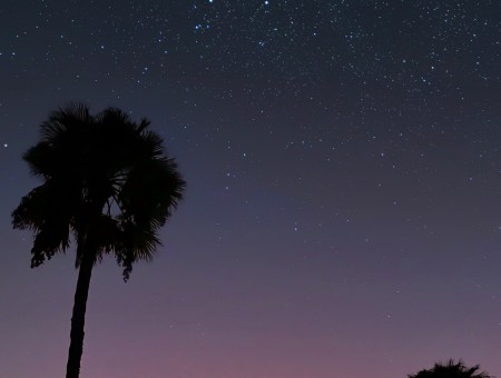 Starry sky and palm trees
