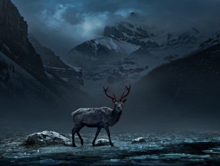 Deer in mountains