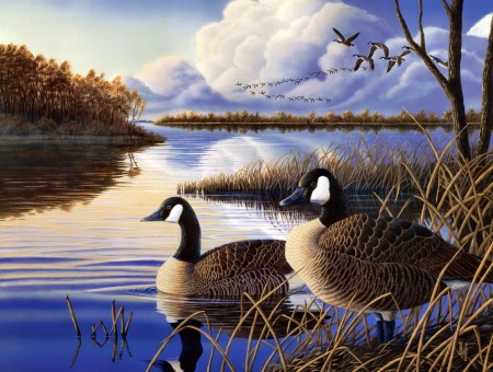 Migratory birds on lake