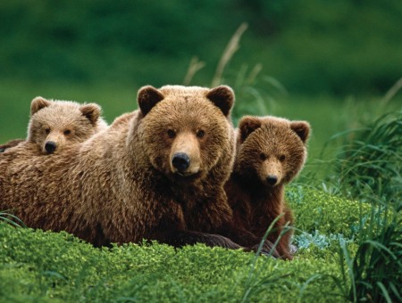 Bears family