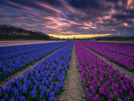 Purple and blue flowers field