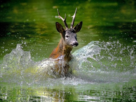 Deer in the water