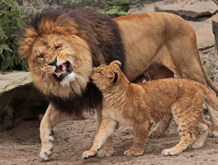 Lion and his son