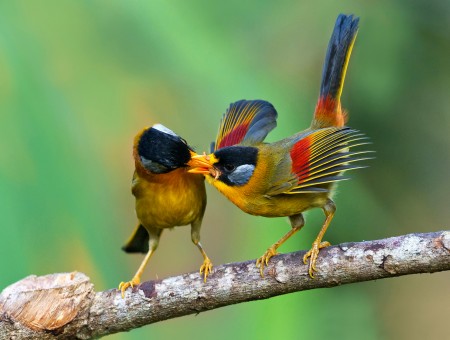 Tropicl birds kiss