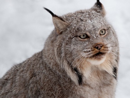 Lynx in snow