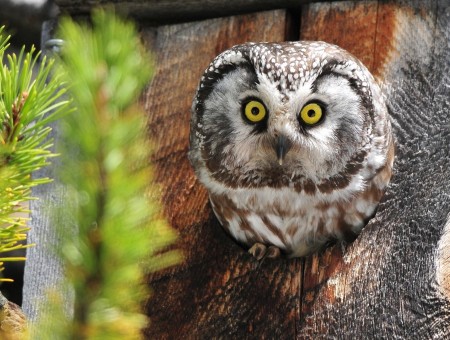 Owl look surprised
