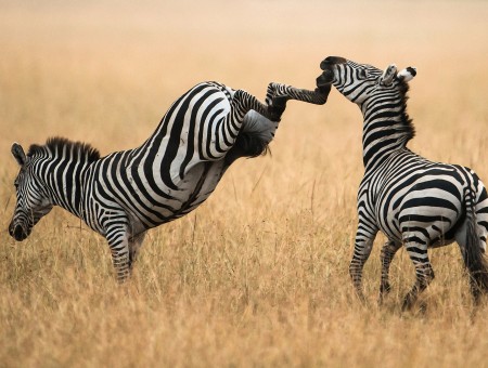 Two zebras in field