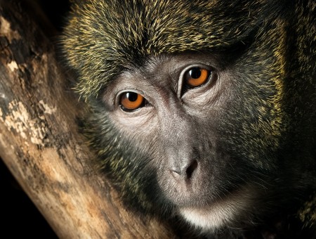 Monkey sad look