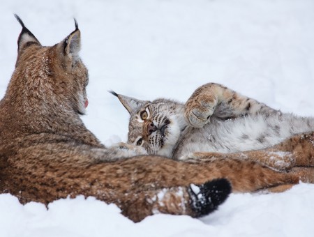 Two lynx in the snow