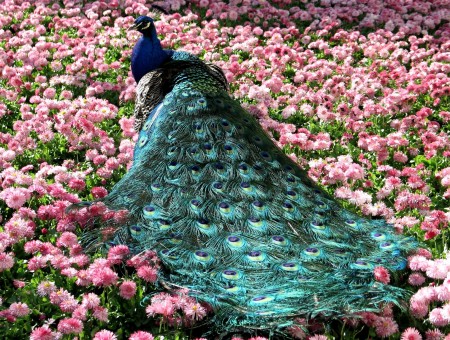 Peacock in roses