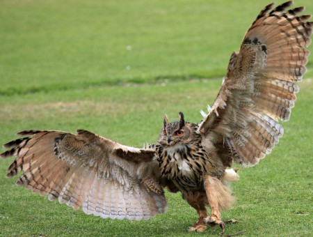 Owl spread its wings