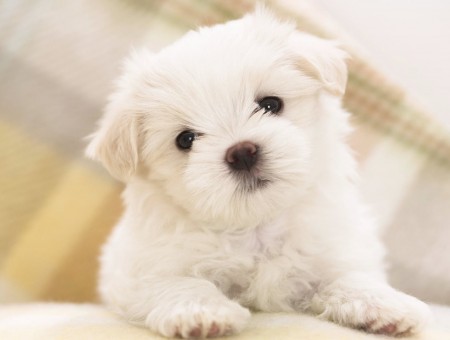 Cute puppy look