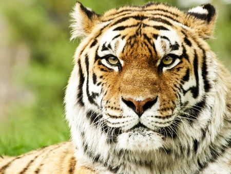 Tiger perfect look