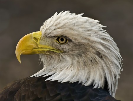 Great Eagle look