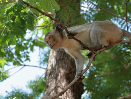 Monkey on the tree