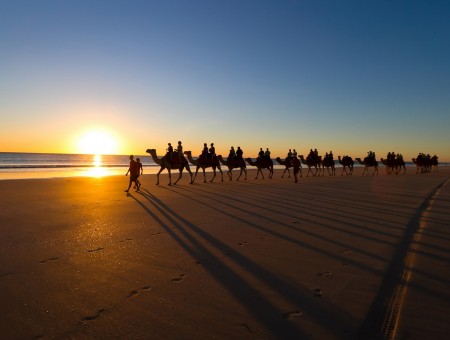 A camp of camels walking along the beach