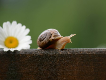 Snail on the wood