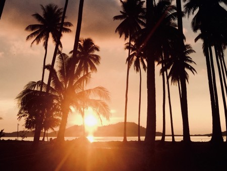Palm under sunset