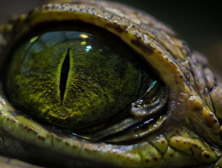 Eye of the lizard