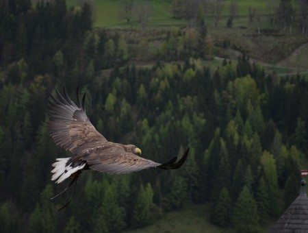 Adler bird of prey