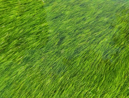 Grass under water