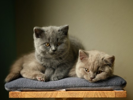 Cutie kitties