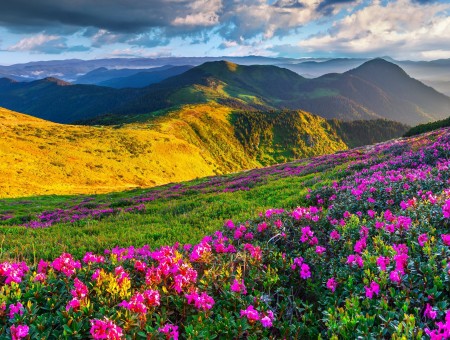 Mountain slope with flowers
