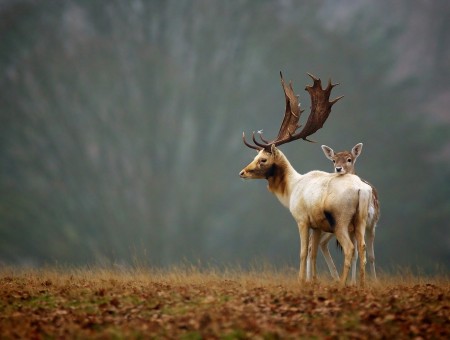 Deer couple