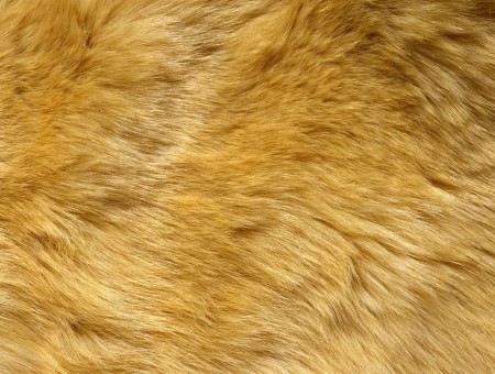 Fur texture
